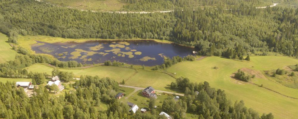 Det är i princip bara Sverige och Finland som har storskaligt skogsbruk i Europa.