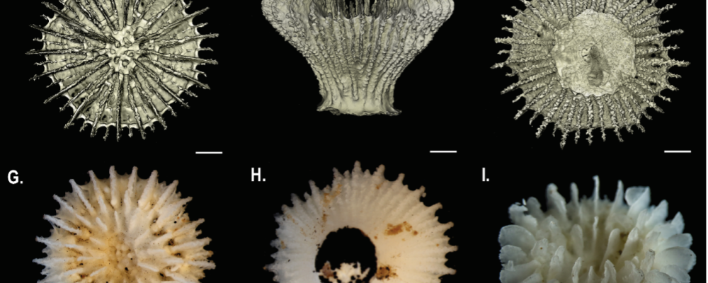 En mängd nya arter hittades på djuphavsbotten. Foto: Natural History Museum, London & Göteborgs universitet
