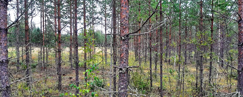 Området med anrikningssand vid Laukunkangas, i finländska Enonkoski, planterades med vegetation av Outokumpu efter att gruvverksamheten avslutats. Foto: Outokumpu