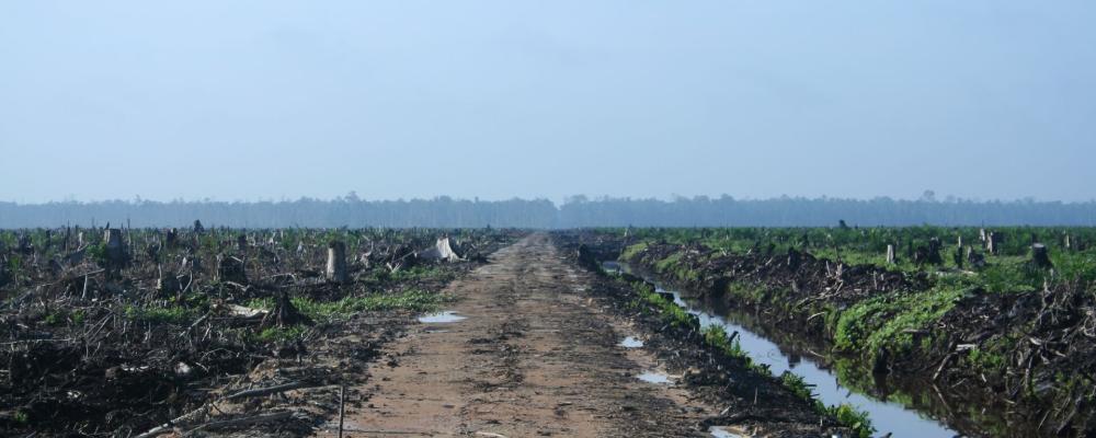 Avskogning i Indonesien, kopplat till palmoljeodlingar. Foto: Hayden/Wikimedia Commons