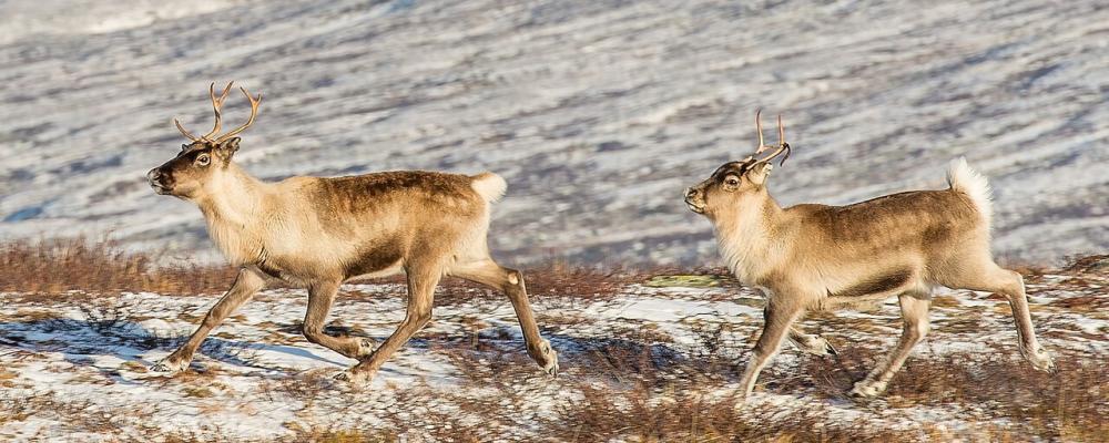 Renar (Rangifer tarandus) i Ljungris (Ljungdalen), Berg, Jämtland. Foto: Wikipedia Commons, kredit: Arild Vågen - Eget arbete