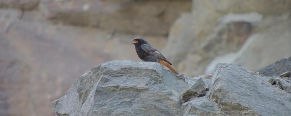 En solbelyst bergvägg i en aktiv bergtäkt – med rätt planering kan täkter bli värdefulla livsmiljöer för rovfåglar, backsvalor och insekter. Foto: Onsala Biokonsult AB/SBMI