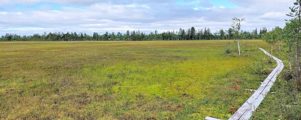 Viiankiaava är ett cirka 6 500 hektar stort myrområde nära Sodankylä, skyddat inom EU:s Natura 2000-nätverk. Området hyser flera hotade fågelarter, bland annat havsörn. AA Sakatti Mining planerar en underjordisk gruva i området med fokus på nickel, koppar och platina. Foto: Wikipedia Common Lic. Kredit: TuomoS