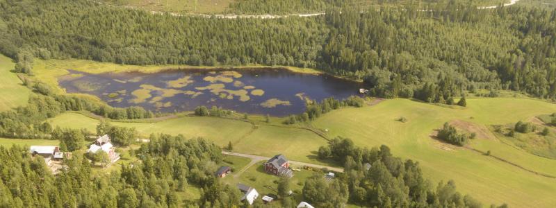 Det är i princip bara Sverige och Finland som har storskaligt skogsbruk i Europa.