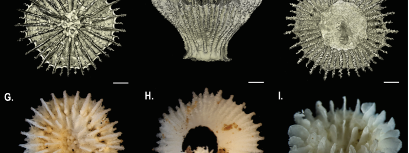En mängd nya arter hittades på djuphavsbotten. Foto: Natural History Museum, London & Göteborgs universitet