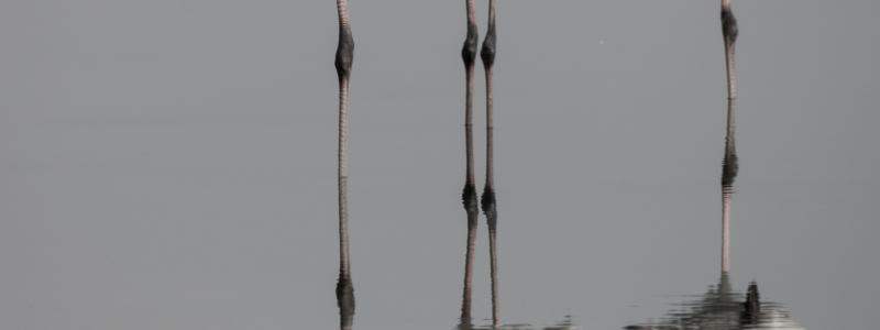 Foto: El Golli Mohamed/Wikimedia Commons