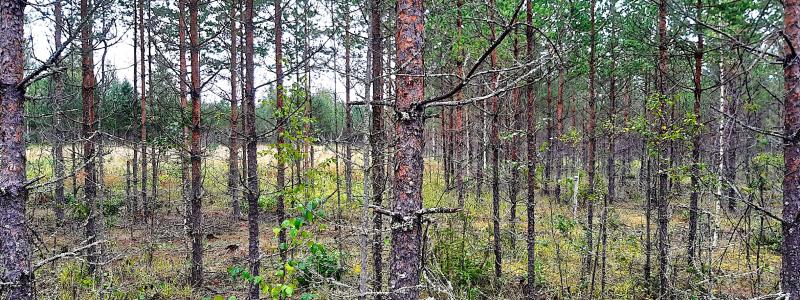 Området med anrikningssand vid Laukunkangas, i finländska Enonkoski, planterades med vegetation av Outokumpu efter att gruvverksamheten avslutats. Foto: Outokumpu