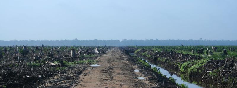 Avskogning i Indonesien, kopplat till palmoljeodlingar. Foto: Hayden/Wikimedia Commons