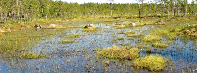Mossor kan rena, framför allt vatten från tungmetaller som arsenik, men de renar också luften genom att binda föroreningar och fungerar som indikatorer på god luftkvalitet. De bidrar till att skapa ett fuktigt mikroklimat, filtrerar partiklar och hjälper till att bevara markfuktighet, vilket är bra för biologisk mångfald och vattenrening, särskilt i skogsmiljöer. Vy över myrlandskap i finländska Lauhanvuori nationalpark i Storå. Foto: Wikipedia Commons Lic. Kredit: Roquai