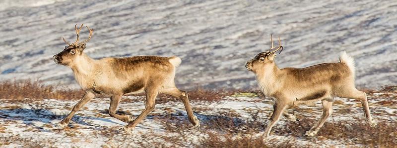 Renar (Rangifer tarandus) i Ljungris (Ljungdalen), Berg, Jämtland. Foto: Wikipedia Commons, kredit: Arild Vågen - Eget arbete