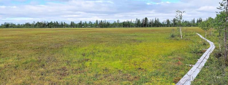 Viiankiaava är ett cirka 6 500 hektar stort myrområde nära Sodankylä, skyddat inom EU:s Natura 2000-nätverk. Området hyser flera hotade fågelarter, bland annat havsörn. AA Sakatti Mining planerar en underjordisk gruva i området med fokus på nickel, koppar och platina. Foto: Wikipedia Common Lic. Kredit: TuomoS