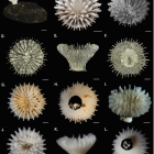 En mängd nya arter hittades på djuphavsbotten. Foto: Natural History Museum, London & Göteborgs universitet