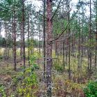 Området med anrikningssand vid Laukunkangas, i finländska Enonkoski, planterades med vegetation av Outokumpu efter att gruvverksamheten avslutats. Foto: Outokumpu