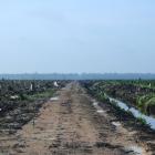 Avskogning i Indonesien, kopplat till palmoljeodlingar. Foto: Hayden/Wikimedia Commons