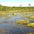 Mossor kan rena, framför allt vatten från tungmetaller som arsenik, men de renar också luften genom att binda föroreningar och fungerar som indikatorer på god luftkvalitet. De bidrar till att skapa ett fuktigt mikroklimat, filtrerar partiklar och hjälper till att bevara markfuktighet, vilket är bra för biologisk mångfald och vattenrening, särskilt i skogsmiljöer. Vy över myrlandskap i finländska Lauhanvuori nationalpark i Storå. Foto: Wikipedia Commons Lic. Kredit: Roquai