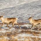 Renar (Rangifer tarandus) i Ljungris (Ljungdalen), Berg, Jämtland. Foto: Wikipedia Commons, kredit: Arild Vågen - Eget arbete