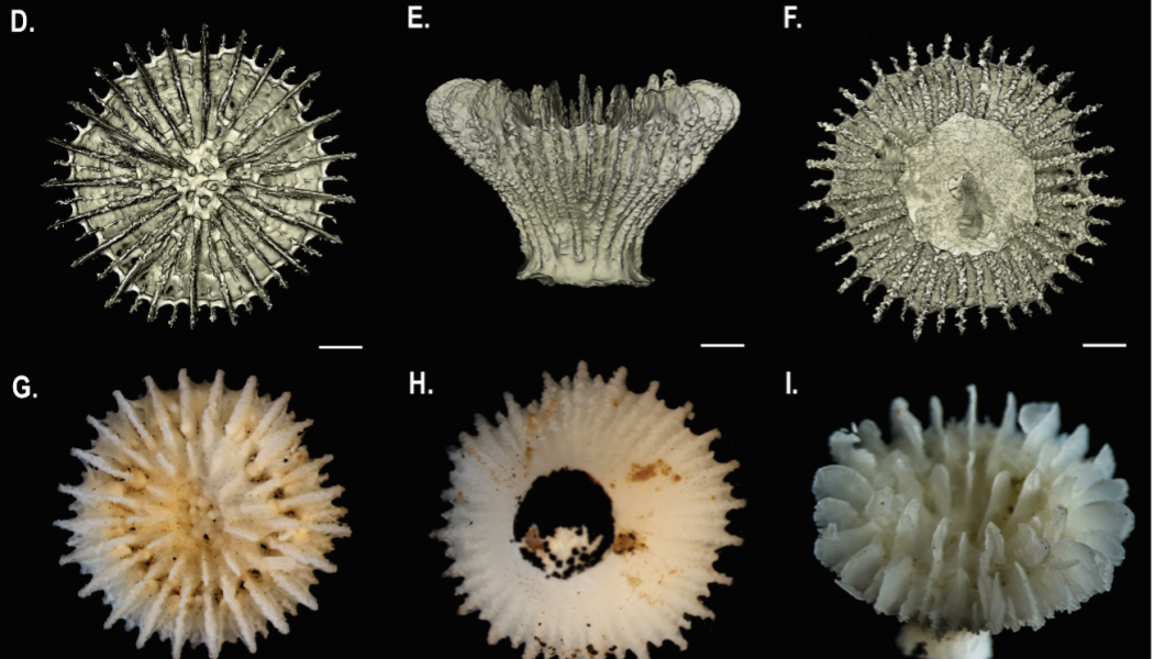  En mängd nya arter hittades på djuphavsbotten. Foto: Natural History Museum, London & Göteborgs universitet