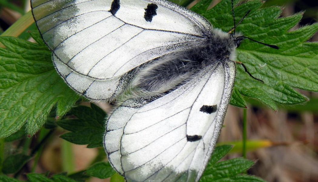 Foto: Algirdas/Wikimedia Commons
