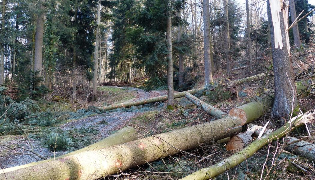 Förstörd skog. Synbolbild. Foto: Pixabay, Kredit: Hans