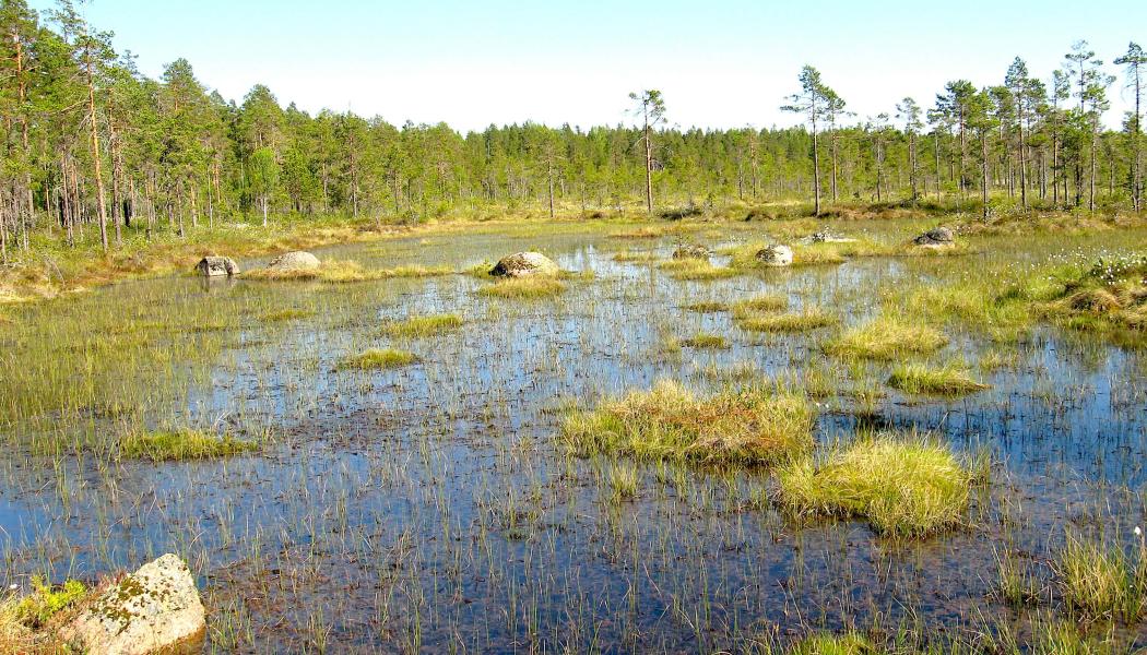 Mossor kan rena, framför allt vatten från tungmetaller som arsenik, men de renar också luften genom att binda föroreningar och fungerar som indikatorer på god luftkvalitet. De bidrar till att skapa ett fuktigt mikroklimat, filtrerar partiklar och hjälper till att bevara markfuktighet, vilket är bra för biologisk mångfald och vattenrening, särskilt i skogsmiljöer. Vy över myrlandskap i finländska Lauhanvuori nationalpark i Storå. Foto: Wikipedia Commons Lic. Kredit: Roquai 