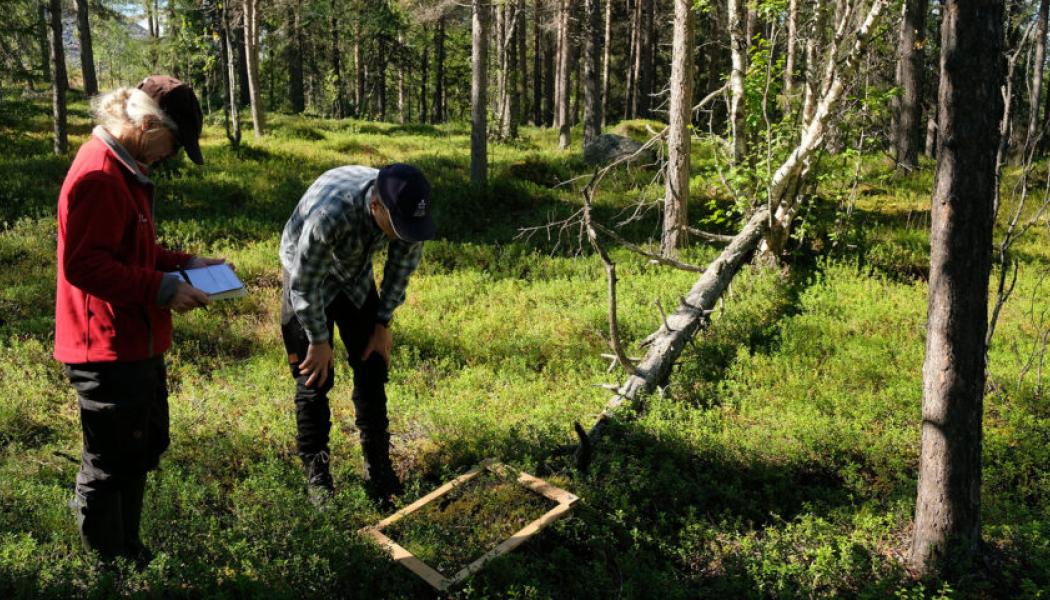En provyta. Foto: LKAB