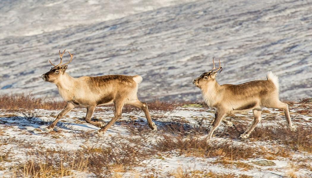 Renar (Rangifer tarandus) i Ljungris (Ljungdalen), Berg, Jämtland. Foto: Wikipedia Commons, kredit: Arild Vågen - Eget arbete