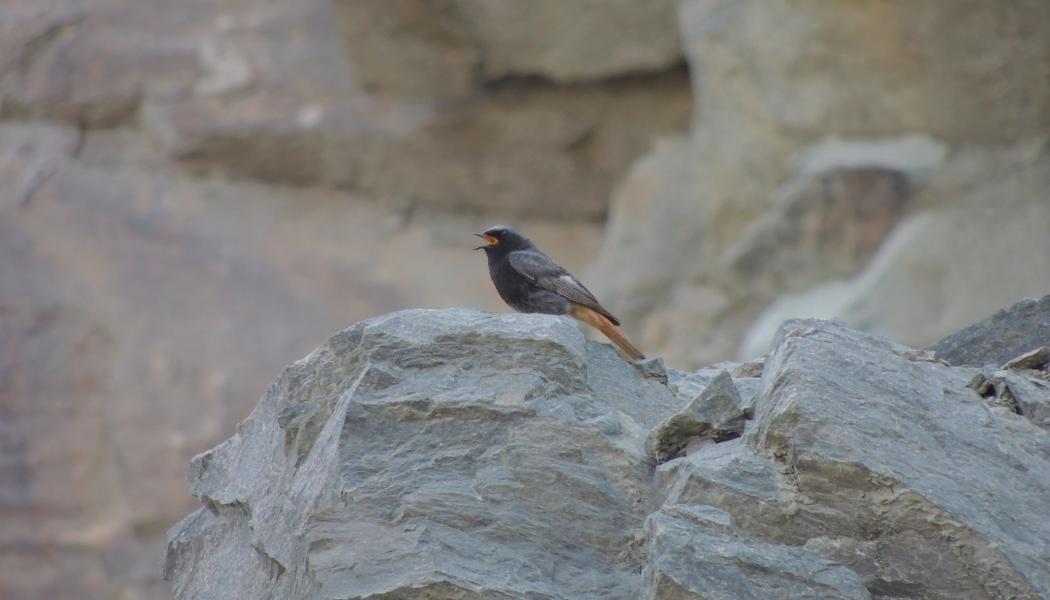 En solbelyst bergvägg i en aktiv bergtäkt – med rätt planering kan täkter bli värdefulla livsmiljöer för rovfåglar, backsvalor och insekter. Foto: Onsala Biokonsult AB/SBMI
