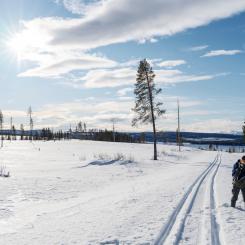 Paul Wennerholm/TT: Metaller eller renar? Nu kommer beskedet om processen får gå vidare. Aktivisten Tor Tourda i området där gruvan ska ligga, om den får tillstånd. Arkivbild.