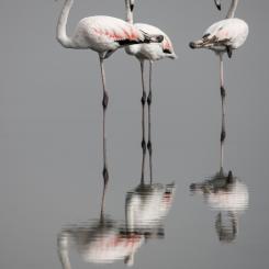 Foto: El Golli Mohamed/Wikimedia Commons