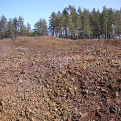 Varphög. Foto: Holger Ellgaard/Wikimedia Commons