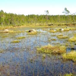 Mossor kan rena, framför allt vatten från tungmetaller som arsenik, men de renar också luften genom att binda föroreningar och fungerar som indikatorer på god luftkvalitet. De bidrar till att skapa ett fuktigt mikroklimat, filtrerar partiklar och hjälper till att bevara markfuktighet, vilket är bra för biologisk mångfald och vattenrening, särskilt i skogsmiljöer. Vy över myrlandskap i finländska Lauhanvuori nationalpark i Storå. Foto: Wikipedia Commons Lic. Kredit: Roquai