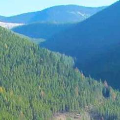 photo by grizzly discoveries