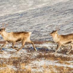 Renar (Rangifer tarandus) i Ljungris (Ljungdalen), Berg, Jämtland. Foto: Wikipedia Commons, kredit: Arild Vågen - Eget arbete