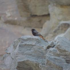 En solbelyst bergvägg i en aktiv bergtäkt – med rätt planering kan täkter bli värdefulla livsmiljöer för rovfåglar, backsvalor och insekter. Foto: Onsala Biokonsult AB/SBMI